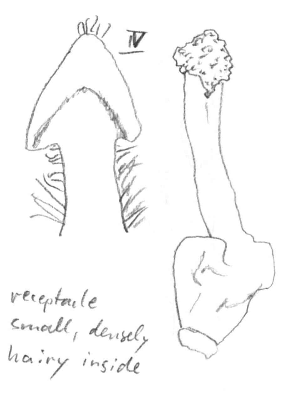 Vorschaubild Persea spec., Valenzuela 10106